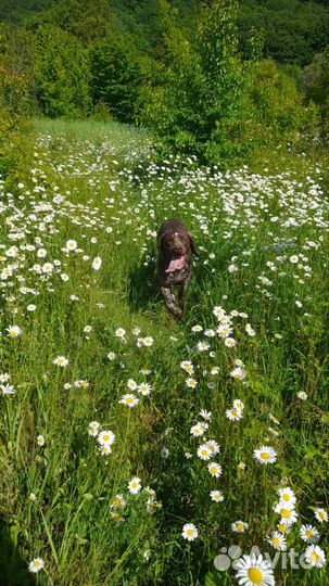 Курцхаар вязка