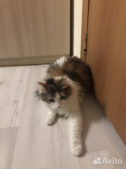 Счастливая кошка 3х цветка