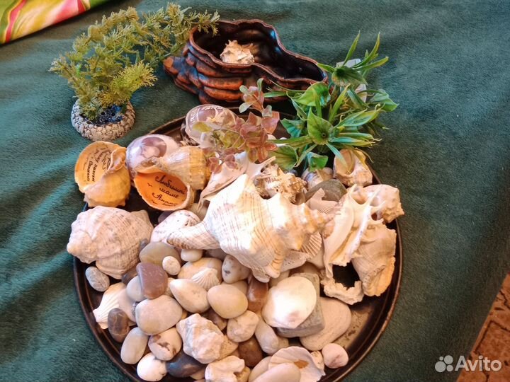 Ракушки для аквариума