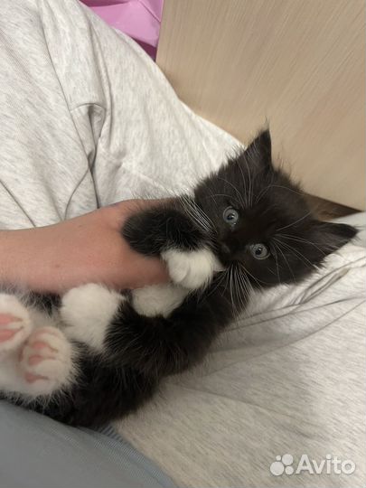 Кошка в дар бесплатно