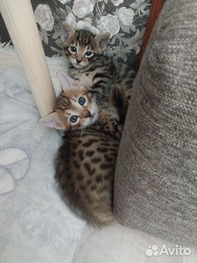 Бенгальский котенок