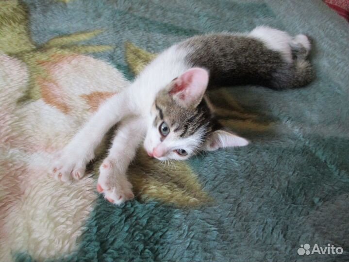 Отдам в добрые руки котенка
