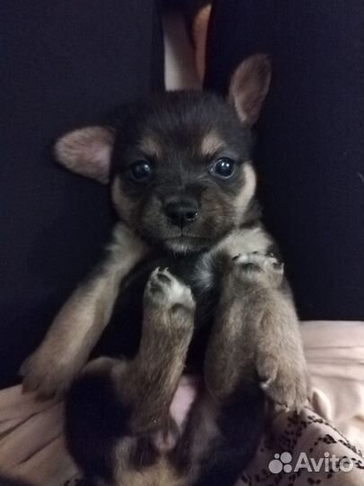 Щенки чихуахуа