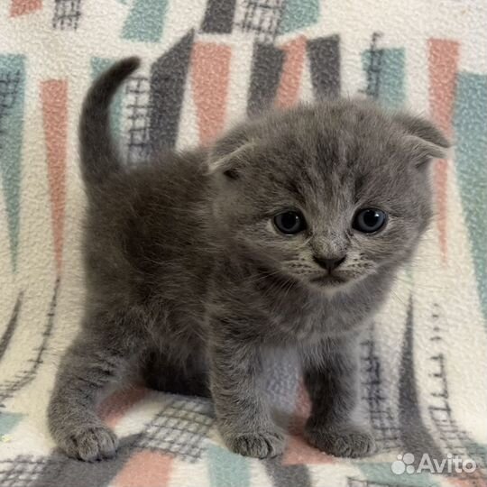 Шотландские вислоухие и прямоухие котята