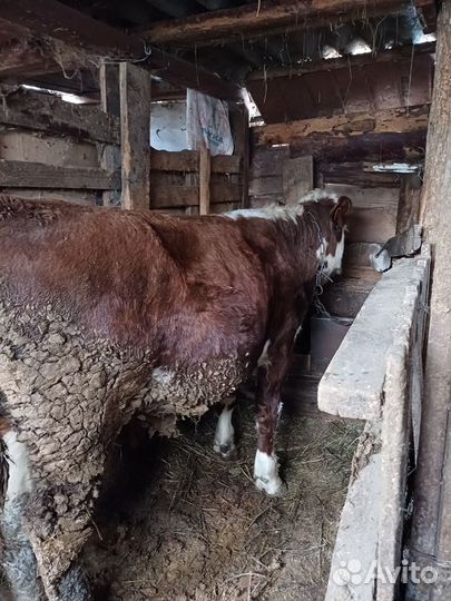 Корова и бычки