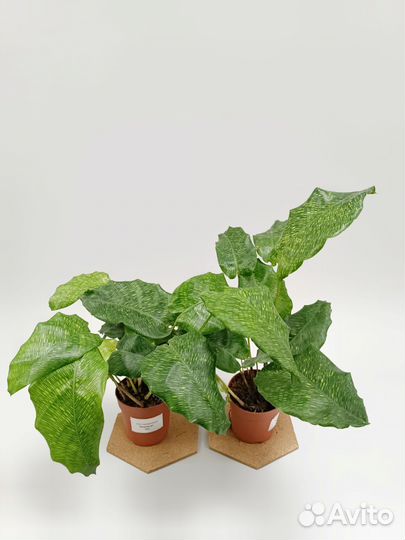 Калатеи микс