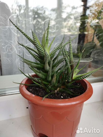 Хавортия поперечная