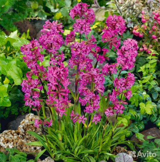 Ирис, многолетники, растения для сада