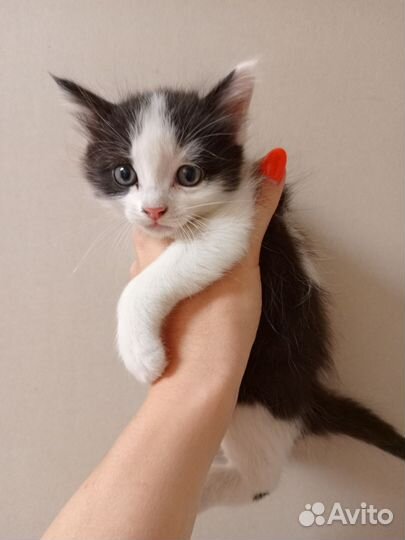Кошка в дар бесплатно