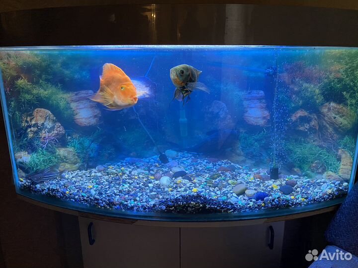 Аквариум с рыбками и полкой