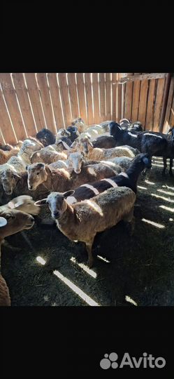 Овцы бараны