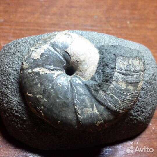 Аммониты Северного Кавказа