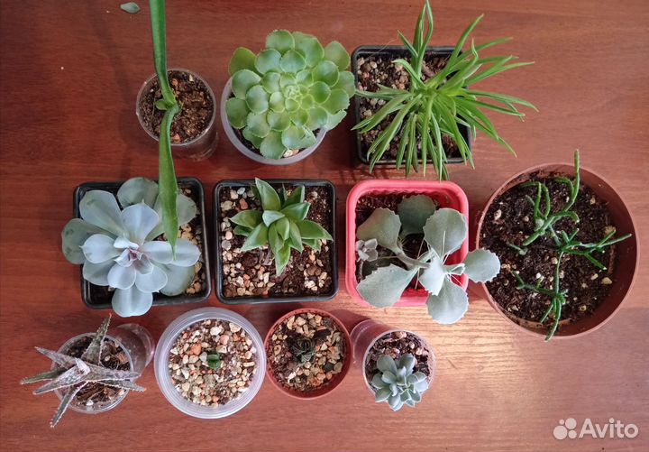 Кактусы и суккуленты