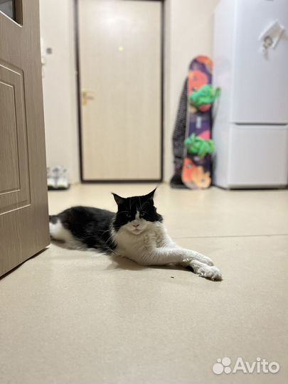 Вязка (мейн кун)