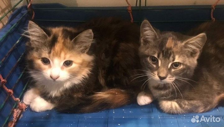 Отдам в добрые руки