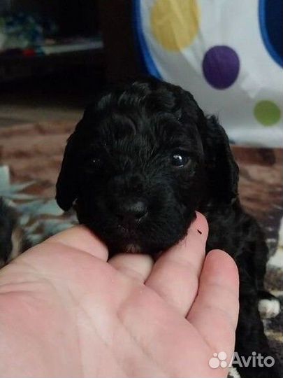 Щенки карликового пуделя