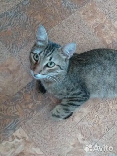 Самые-самые котики и кошечки