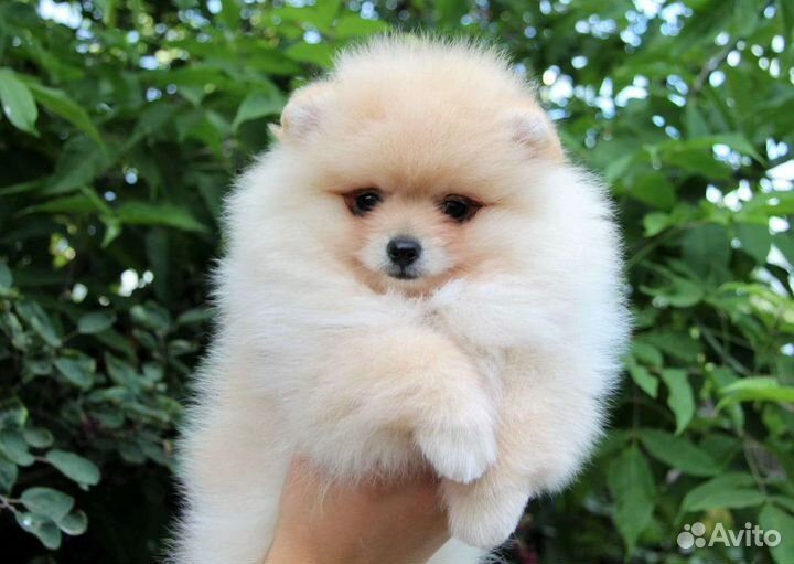 Померанский шпиц щенки в большом выборе
