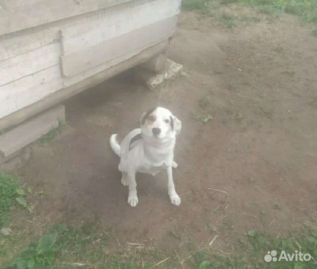 Собака в добрые руки