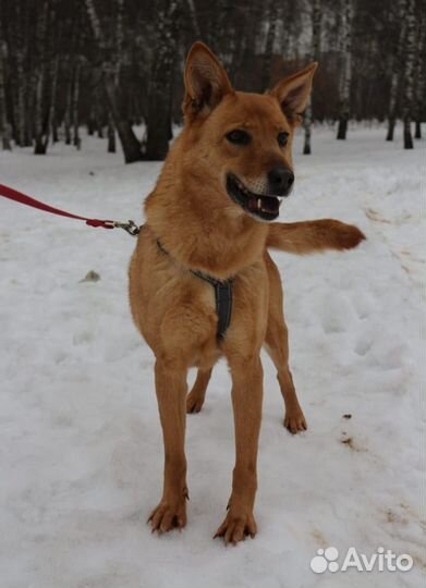 Ручная нежная небольшая собака пропадает в приюте