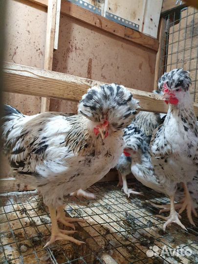 Цыплята.Петухи.Инкуб.яйцо