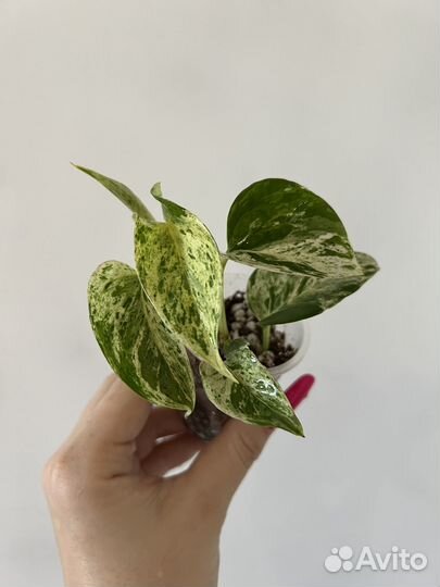 Эпипремнум марбл эпл и марбл квин