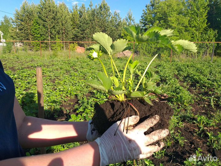 Рассада клубники азия