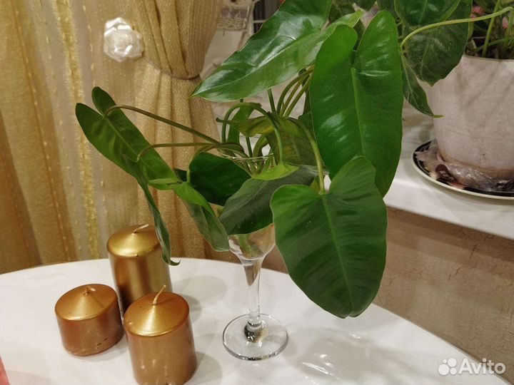 Филодендрон Burle maxs и отводки