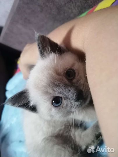 Котята в добрые руки бесплатно