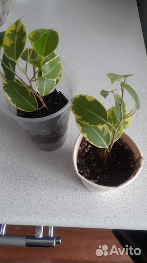 Фикус Кинки