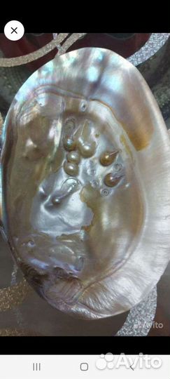 Раковина жемчужная с жемчугом