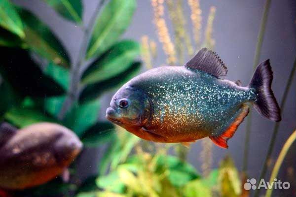 Паку красный (пиранья)