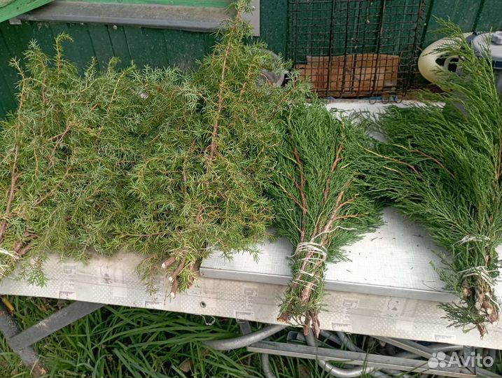 Веники можжевеловые
