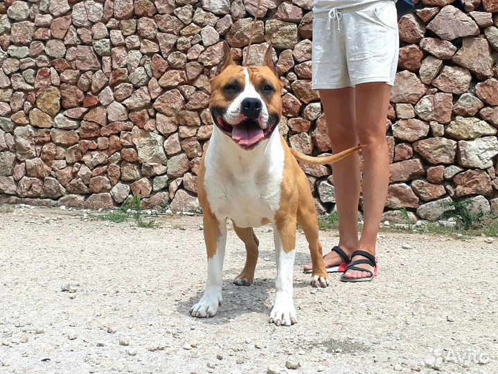 Щенки амстаффа, питомник