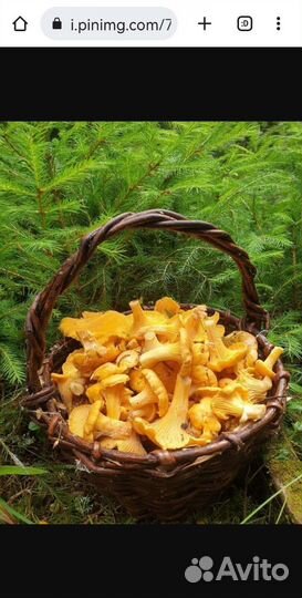 Продаю грибы лисички и др