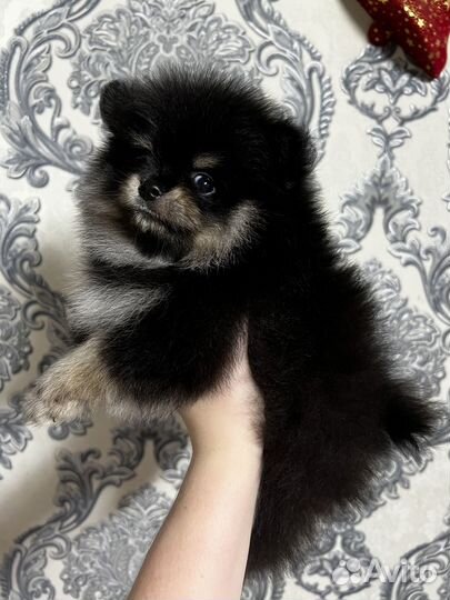 Щенки шпица