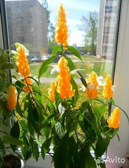 Эсхинантус и пахистахис отростки по 150р