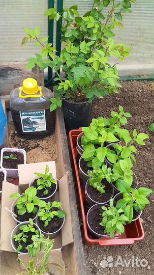 Рассада петуньи