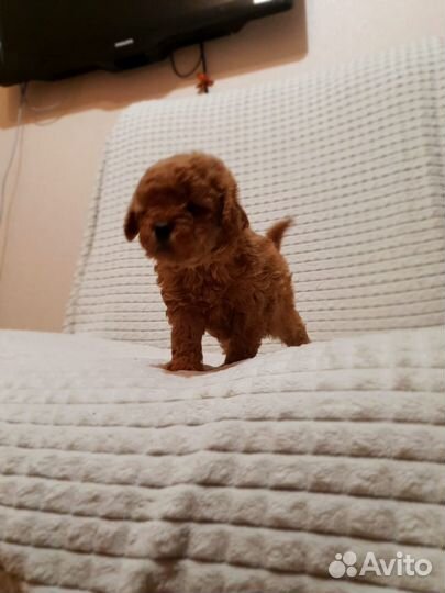 Мальтипу micro тедди