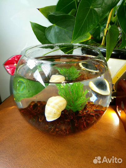 Аквариум-подарок 2,3,7 литров