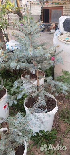 Ель глаука голубая колючая фат алберт