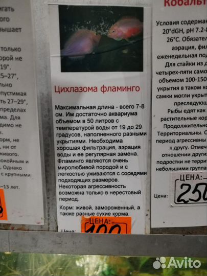 Аквариумные рыбки цихлиды