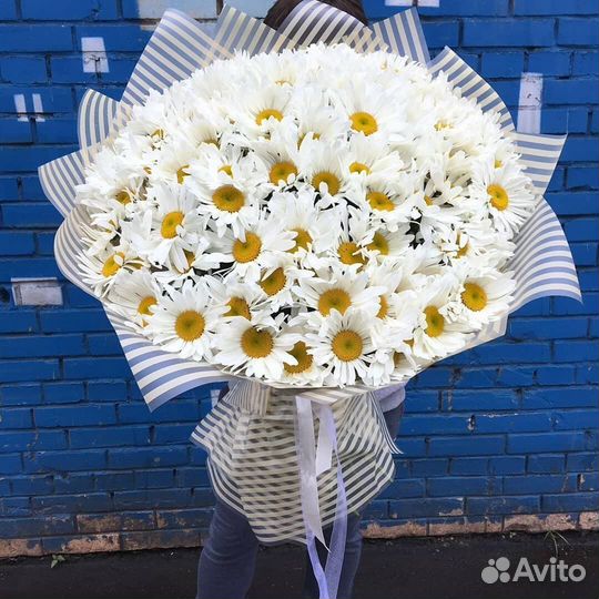 Букет ромашек, ромашка