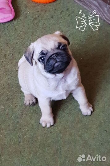 Щенки мопса мальчик и девочка свободны