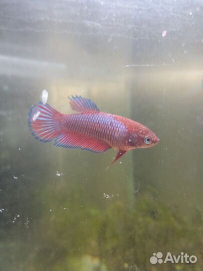 Рыбка петушок