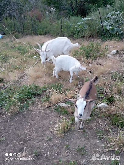 Коза дойная