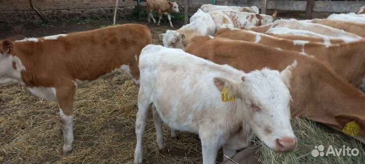 Бычки и быки