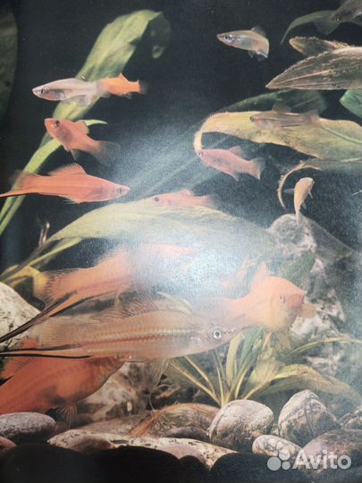 Энциклопедия Аквариумные рыбки. Мэри Бэйли