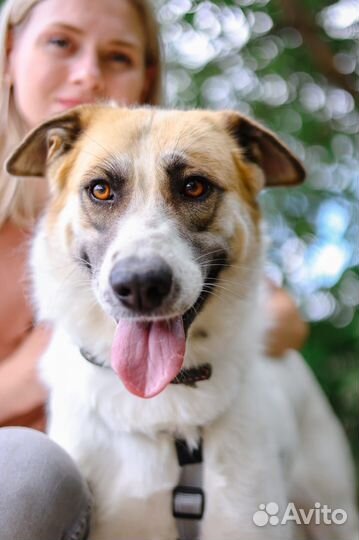 Идеальная собака для семьи