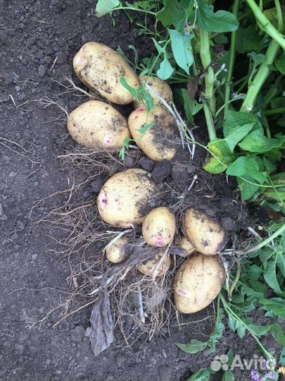 Свежий Картофель